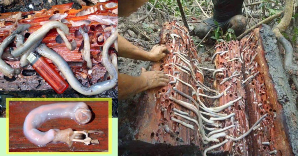 Temilok / Kejumah, Cacing Kayu Bakau Yang Enak Sebagai Alternatif Ulat Mulong