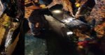 Panjang 15 Kaki, Seekor Buaya Ditangkap Di Belakang Sekolah Rendah