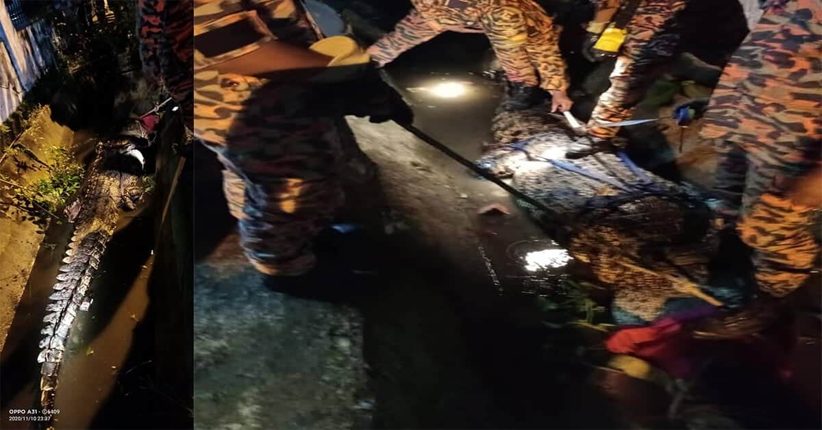 Panjang 15 Kaki, Seekor Buaya Ditangkap Di Belakang Sekolah Rendah