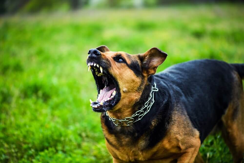 Kanak-Kanak Berusia Tiga Tahun Parah Di Kepala Diserang Anjing Jiran