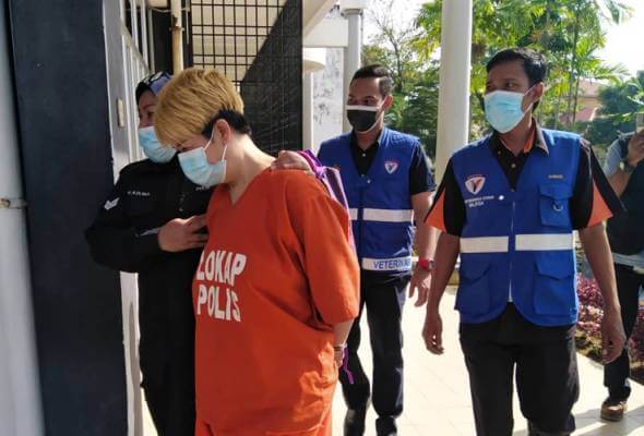 Wanita Tular Bunuh Kucing Bunting Menggunakan Batang Besi Kini Direman 4 Hari