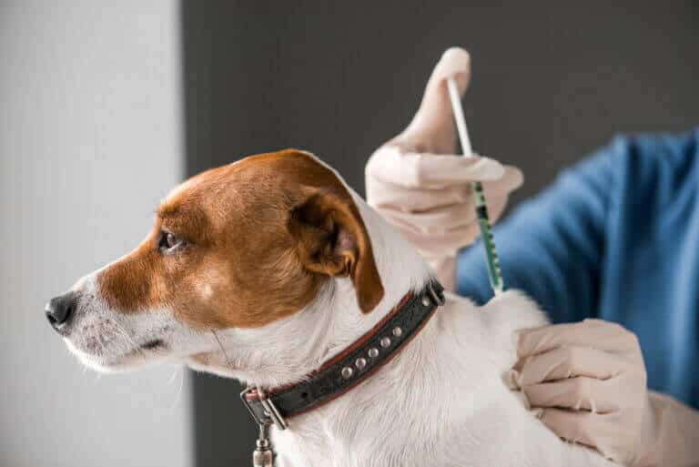 2 Kes Rabies Dilaporkan, Menjadikan Jumlah Kes Rabies Di Sarawak 8 Orang Pada Tahun 2020