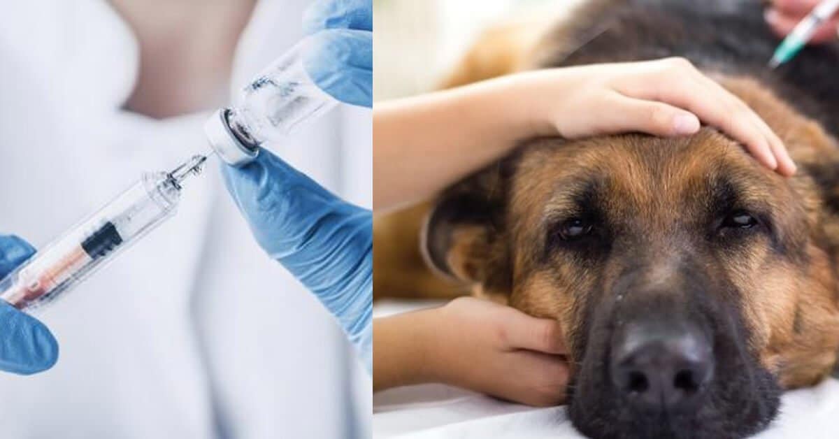 2 Kes Rabies Dilaporkan, Menjadikan Jumlah Kes Rabies Di Sarawak 8 ...