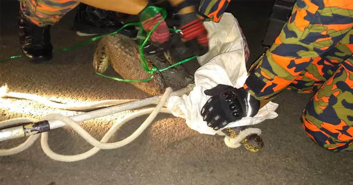 Sesat Di Kawasan Kilang, Seekor Buaya Sepanjang 1.3 Meter Ditangkap