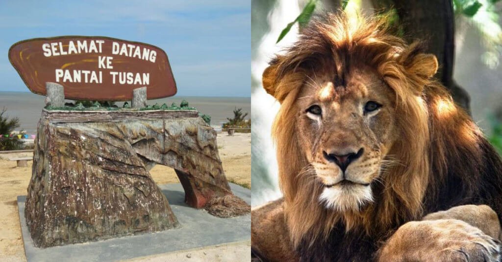 Batu Berbentuk Kepala Singa Di Pantai Tusan Miri Telah Runtuh