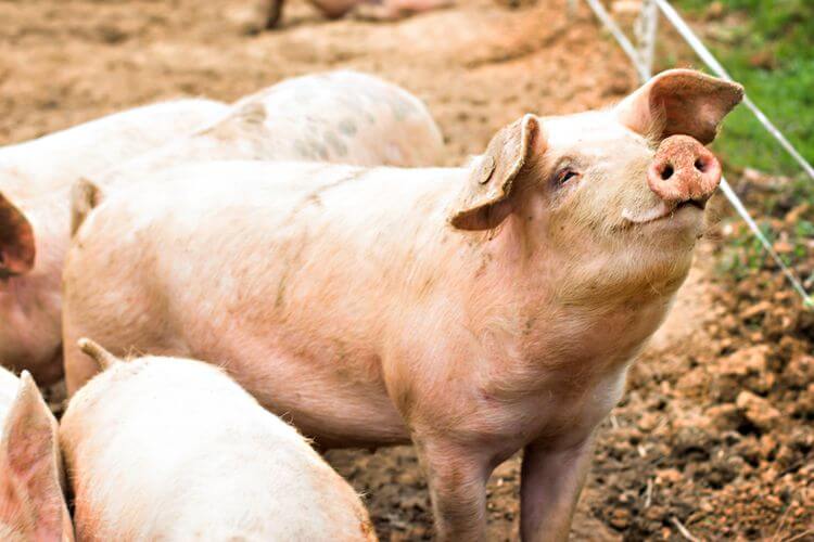 Daerah Pitas, Sabah Telah Diisytiharkan Sebagai Kawasan Wabak Demam Babi Afrika
