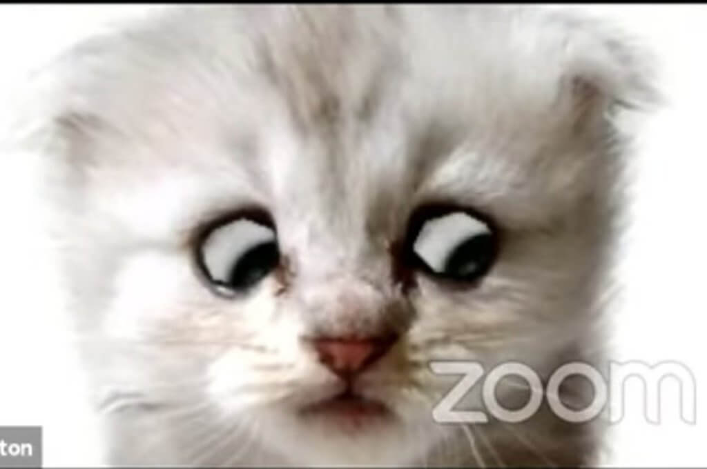 Viral Video Seorang Peguam Berkata 'Saya Bukan Kucing' Setelah Tersilap Guna Filter Anak Kucing Di Zoom