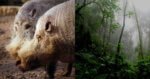 babi berjanggut borneo Lebih Kurang 30 Ekor 'Babi Berjanggut Borneo' Ditemui Mati Secara Misteri