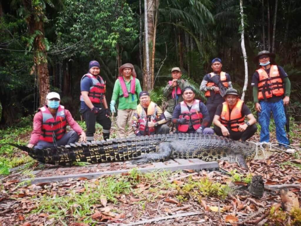 Buat Kacau Dan Ancam Penduduk Kampung, Buaya Seberat 300 Kilogram Berjaya Ditangkap