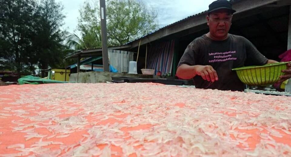 Ini 5 Fakta Menarik Tentang Udang Geragau Atau Bubuk Sarawak Yang Anda Perlu Tahu 9 Ini 5 Fakta Menarik Tentang Udang Geragau Atau Bubuk Sarawak Yang Anda Perlu Tahu