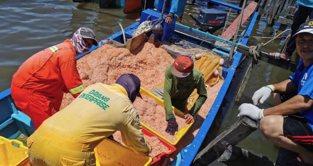 Ini 5 Fakta Menarik Tentang Udang Geragau Atau Bubuk Sarawak Yang Anda Perlu Tahu 11 Ini 5 Fakta Menarik Tentang Udang Geragau Atau Bubuk Sarawak Yang Anda Perlu Tahu