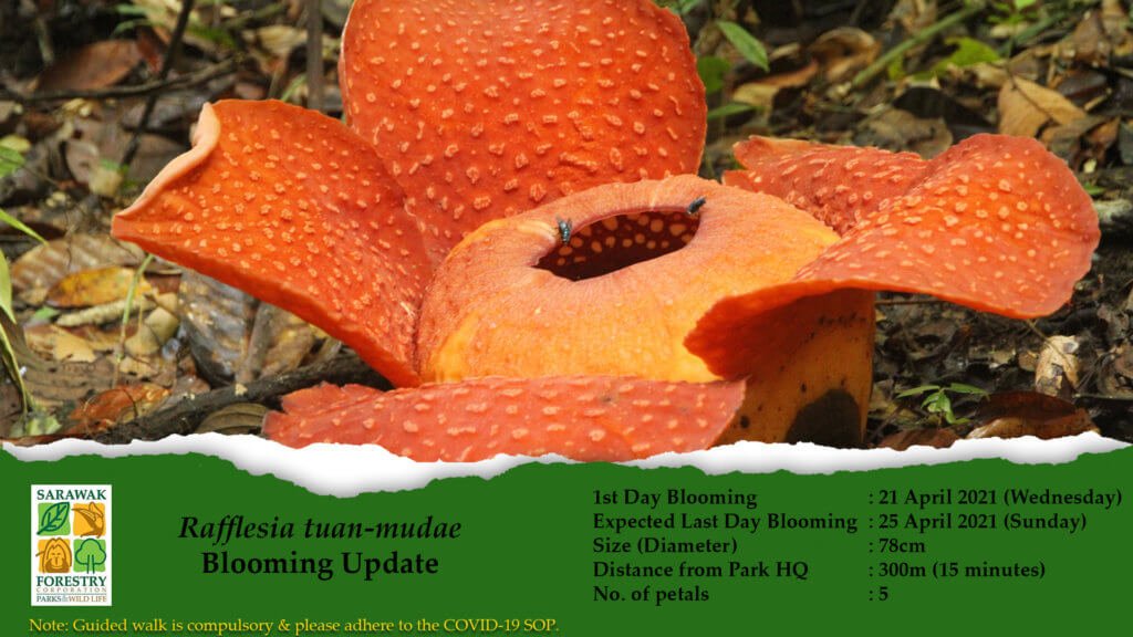 Rafflesia Mekar Di Taman Negara Gunung Gading Bermula 21 Hingga 25 April Ini