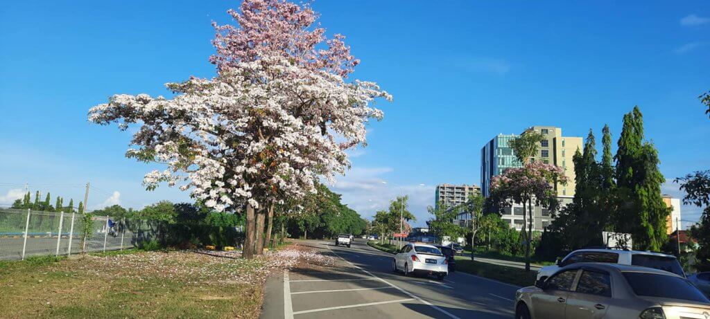 Macam Di Jepun, Penampang Jadi Tumpuan OOTD Kerana Fenomena Bunga "Sakura"