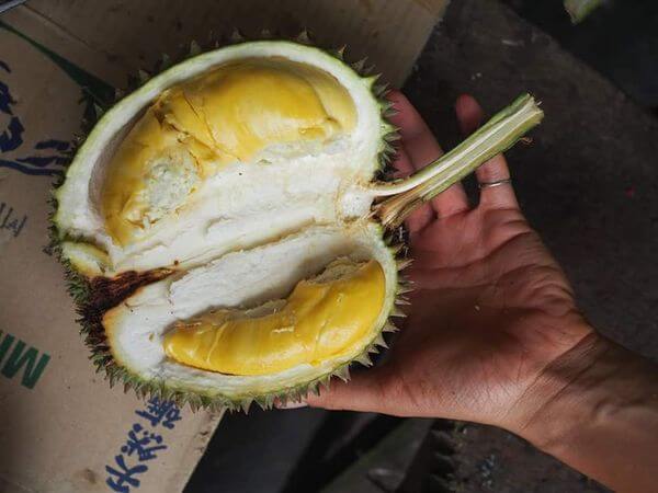 86876021 1119787791698796 5790398951970570240 n Durian Yang Paling Dicari, Inilah Sebab Mengapa Durian Musang King Adalah Durian Termahal