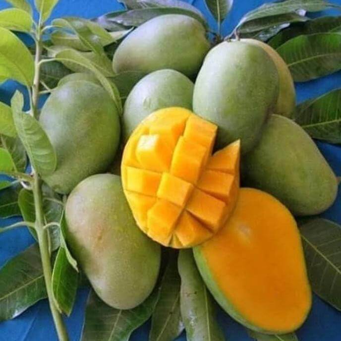 Mangga Harumanis Perlis Kini Boleh Didapati Di Sabah Melalui Air Asia Farm
