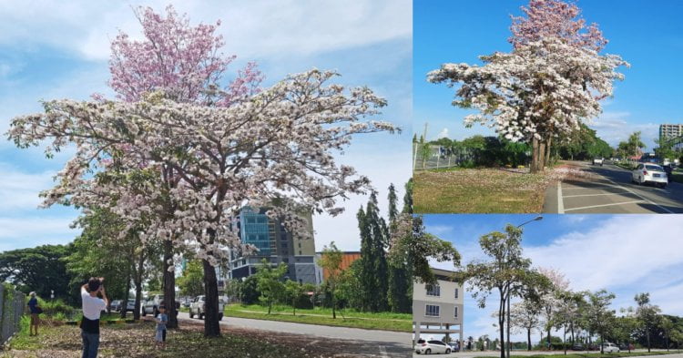 BeFunky collage 2021 04 20T122454.047 Macam Di Jepun, Penampang Jadi Tumpuan OOTD Kerana Fenomena Bunga "Sakura"