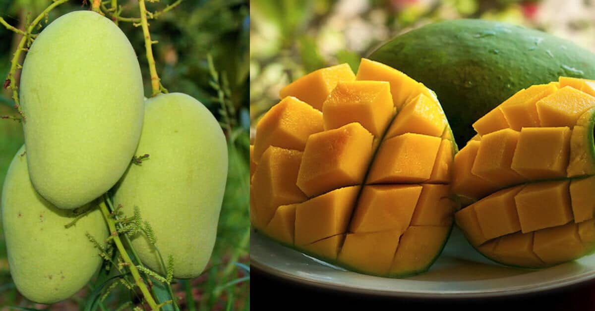 Mangga Harumanis Perlis Kini Boleh Didapati Di Sabah ...