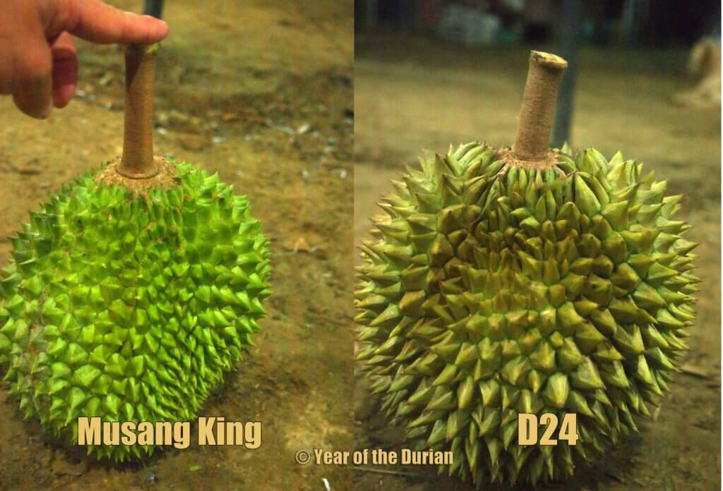 P7251890 1 Durian Yang Paling Dicari, Inilah Sebab Mengapa Durian Musang King Adalah Durian Termahal
