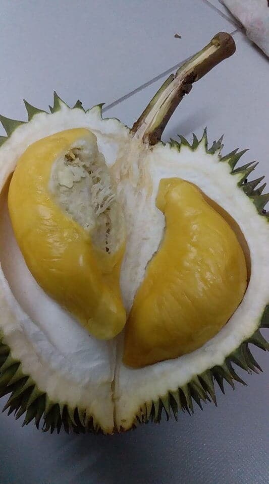Razit Mohamad2 Durian Yang Paling Dicari, Inilah Sebab Mengapa Durian Musang King Adalah Durian Termahal