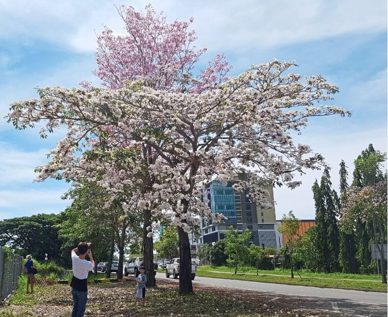 Macam Di Jepun, Penampang Jadi Tumpuan OOTD Kerana Fenomena Bunga "Sakura"
