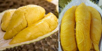 Durian Yang Paling Dicari, Inilah Sebab Mengapa Durian Musang King Adalah Durian Termahal