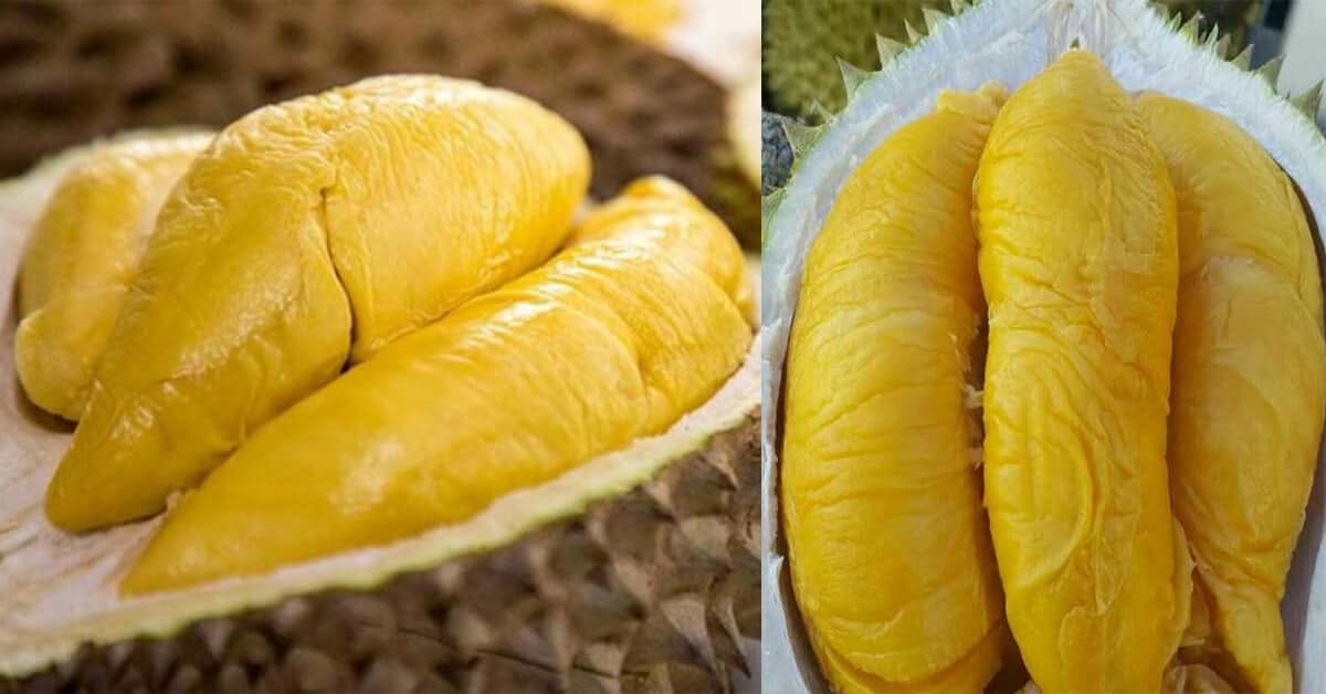 Durian Yang Paling Dicari, Inilah Sebab Mengapa Durian Musang King Adalah Durian Termahal