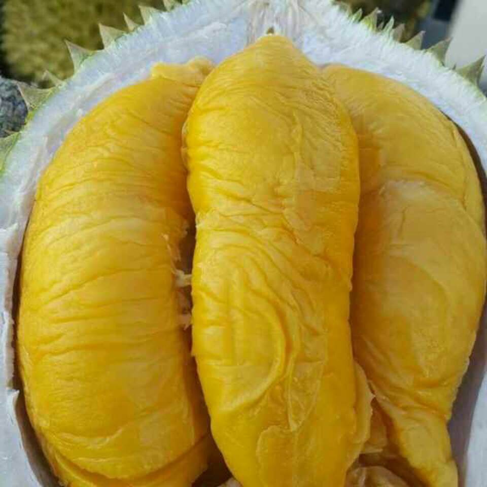 WhatsApp Image 2019 06 20 at 9.28.43 AM1 Durian Yang Paling Dicari, Inilah Sebab Mengapa Durian Musang King Adalah Durian Termahal