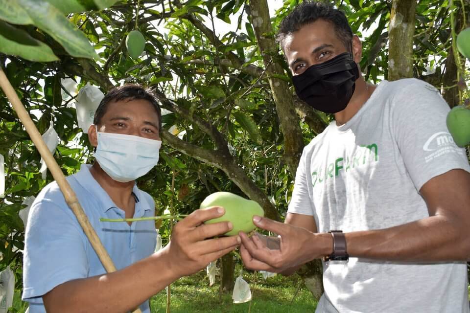 Mangga Harumanis Perlis Kini Boleh Didapati Di Sabah Melalui Air Asia Farm