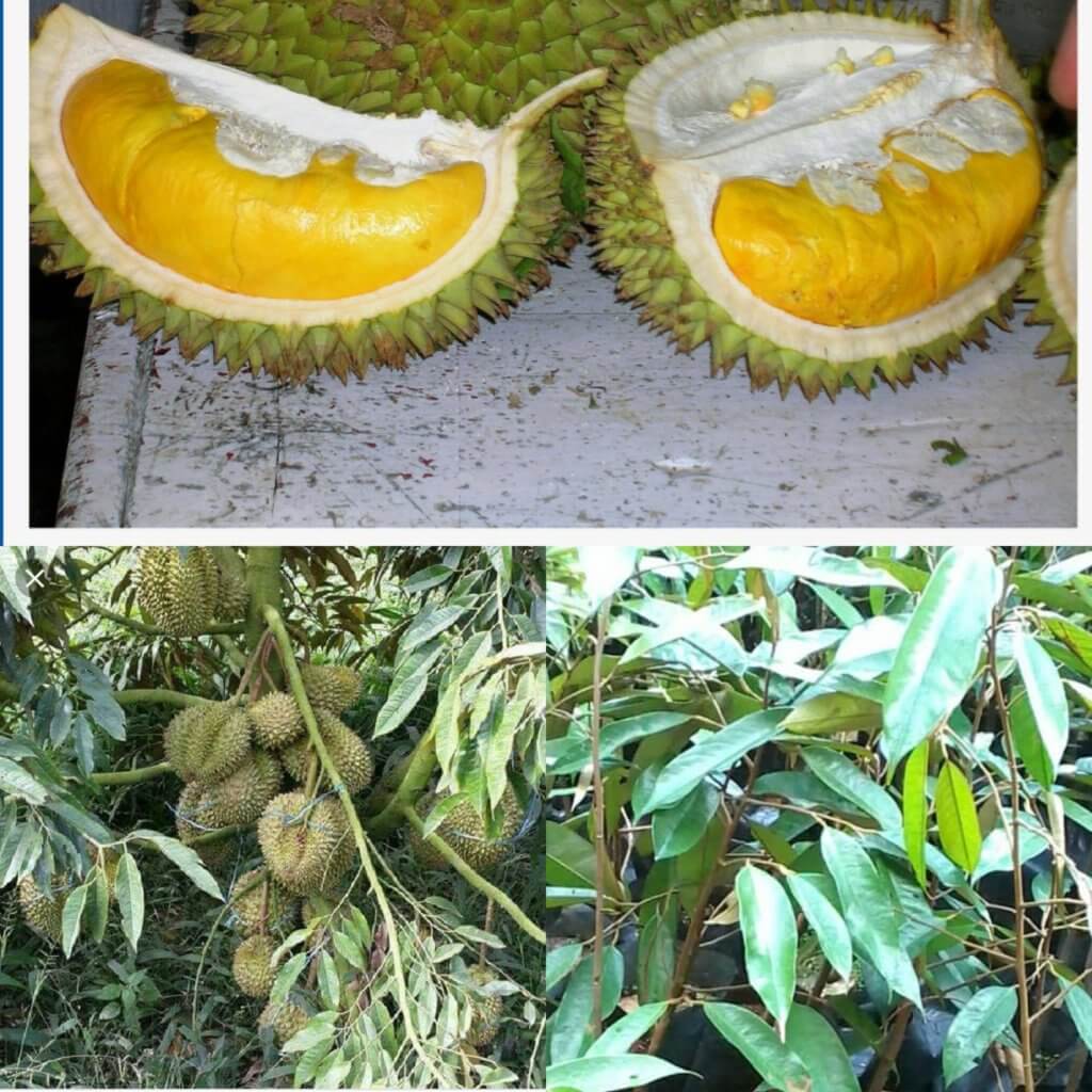 fbdab65076e7f8103eb338d270649a25 Durian Yang Paling Dicari, Inilah Sebab Mengapa Durian Musang King Adalah Durian Termahal