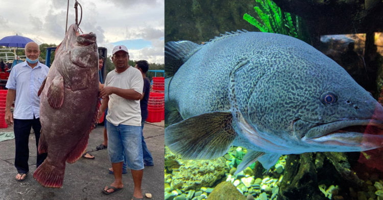 ikan kerapu gergasi Tangkapan Jackpot, Nelayan Miri Raih Ikan Kerapu Gergasi Seberat 161kg