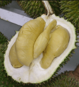 image 174 Durian Yang Paling Dicari, Inilah Sebab Mengapa Durian Musang King Adalah Durian Termahal