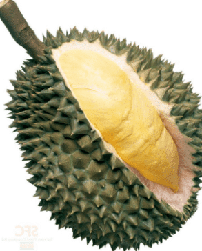 image 176 Durian Yang Paling Dicari, Inilah Sebab Mengapa Durian Musang King Adalah Durian Termahal