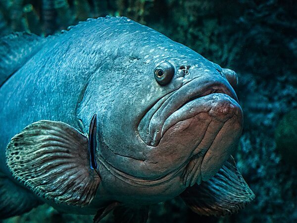 Tangkapan Jackpot, Nelayan Miri Raih Ikan Kerapu Gergasi Seberat 161kg
