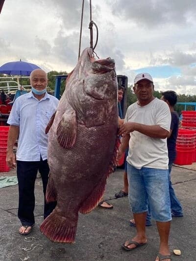 Tangkapan Jackpot, Nelayan Miri Raih Ikan Kerapu Gergasi Seberat 161kg