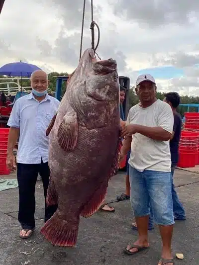 Tangkapan Jackpot, Nelayan Miri Raih Ikan Kerapu Gergasi Seberat 161kg
