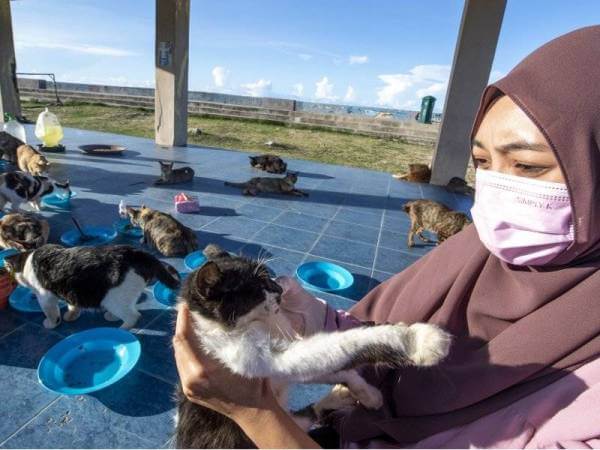 Graduan Universiti Malaysia Sabah Dedikasi 2 Jam Sehari Bagi Makan Kucing Jalanan