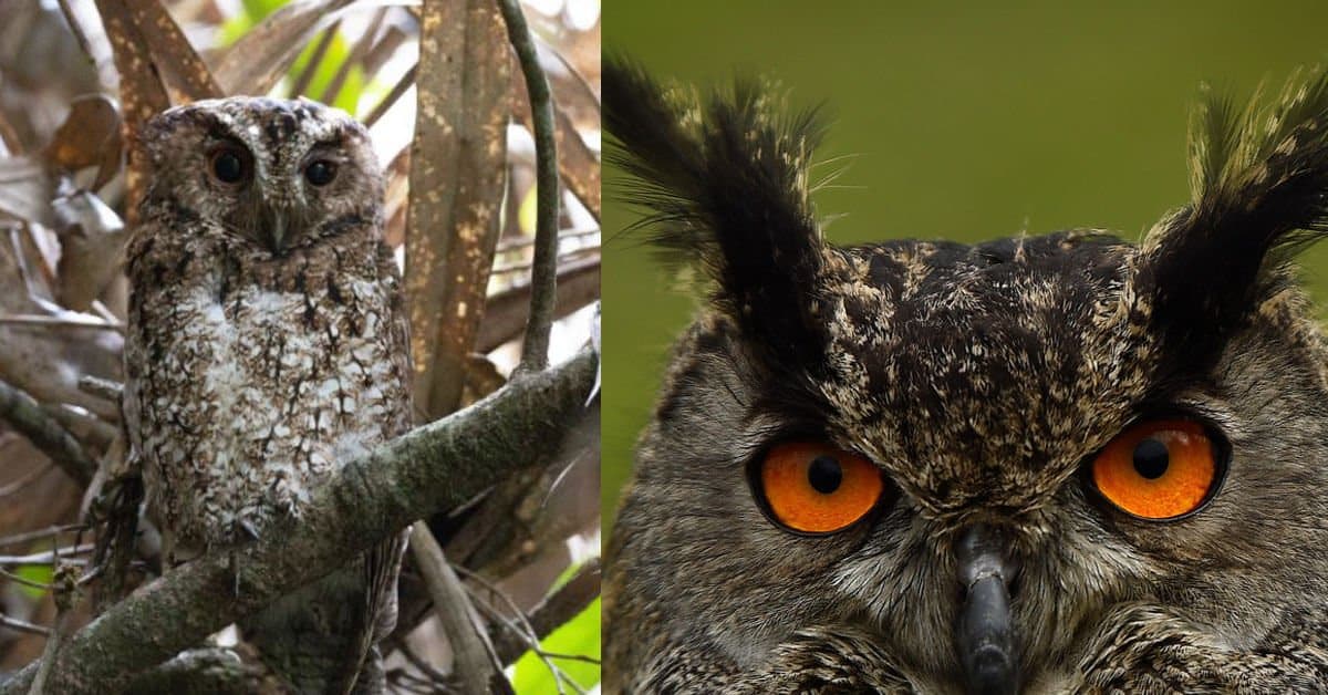 Burung Hantu Spesies Sangat Rare Ditemui Di Sabah Setelah 125 Tahun