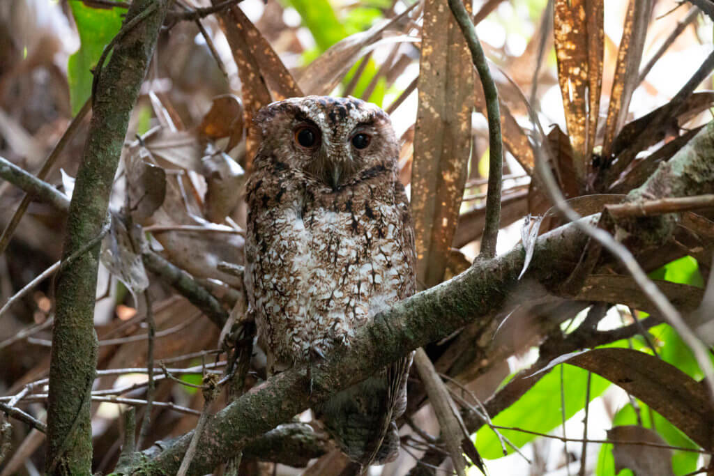 Burung Hantu Spesies Sangat Rare Ditemui Di Sabah Setelah 125 Tahun
