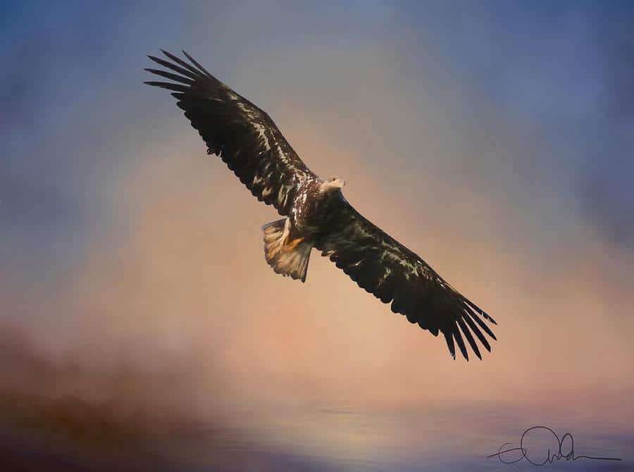 eagle in the sky art gloria anderson Lagenda Gunung Kinabalu, Dan Bagaimana Ia Mendapat Namanya