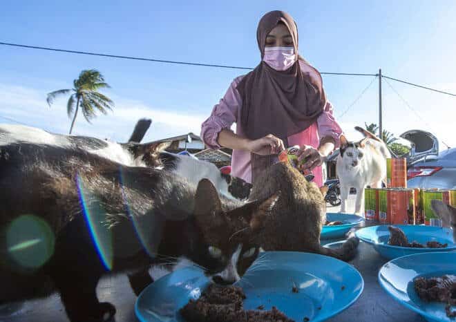 Graduan Universiti Malaysia Sabah Dedikasi 2 Jam Sehari Bagi Makan Kucing Jalanan