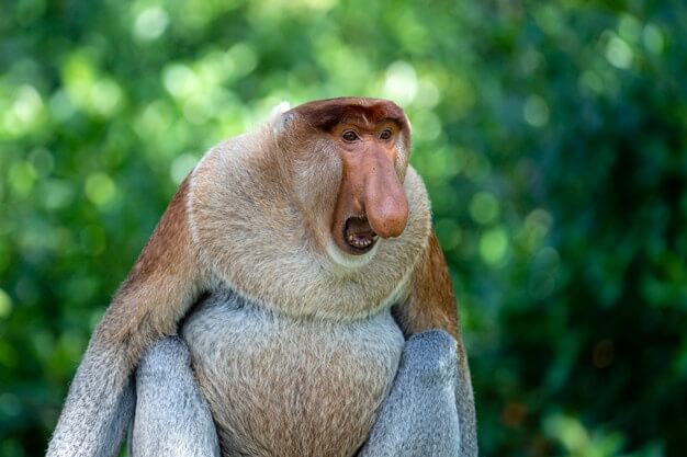 9 Fakta Menarik Tentang Pulau Borneo Yang Ramai Tidak Tahu