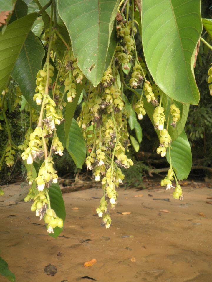 Boleh Menghasilkan Mentega Bebas Tenusu, Kenali Buah Engkabang Yang Hanya Tumbuh Setiap 5 Tahun Di Sarawak