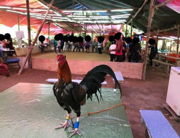 Balasan Aniaya Binatang, 4 Lelaki Dicekup Ketika Sedang Asyik Menyabung Ayam Semasa PKP Di Simunjan