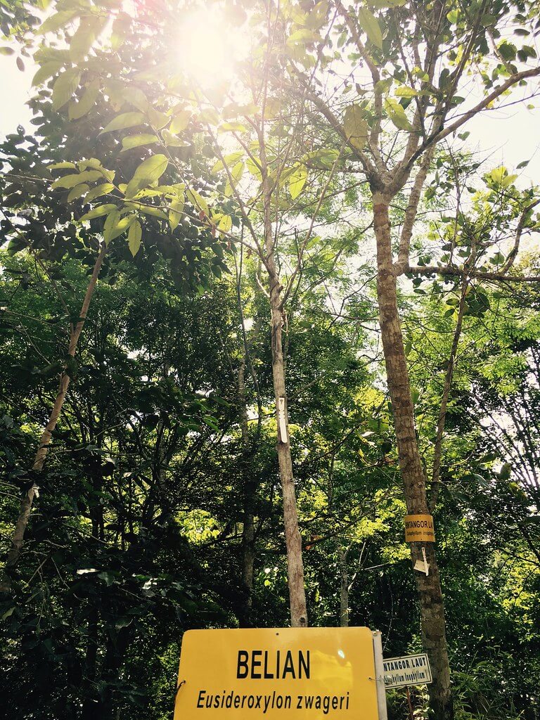 Dikenali Sebagai Borneo Ironwood, Ini Adalah Pokok Belian Yang Merupakan Pokok Rasmi Negeri Sarawak