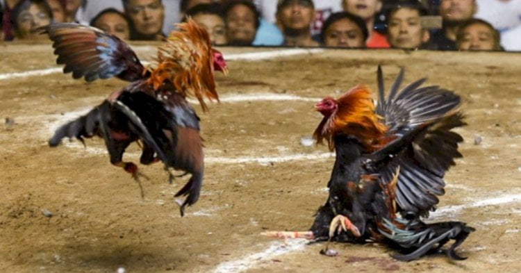 BeFunky collage 2021 06 10T151659.307 Balasan Aniaya Binatang, 4 Lelaki Dicekup Ketika Sedang Asyik Menyabung Ayam Semasa PKP Di Simunjan