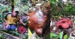Hajat Ke Hutan Ingin Mencari Rotan Secara Tak Sengaja Seorang Petani Di Belaga Menemui Bunga Rafflesia Hajat Ke Hutan Ingin Mencari Rotan, Secara Tak Sengaja Seorang Petani Di Belaga Menemui Bunga Rafflesia