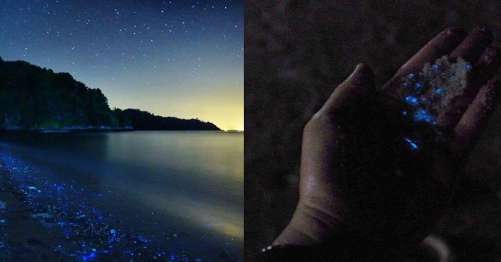 Terasa Seperti Bercuti Ke Luar Negara, Anda Boleh Lihat Fenomena 'Blue Tears' Di 5 Lokasi Dalam Malaysia