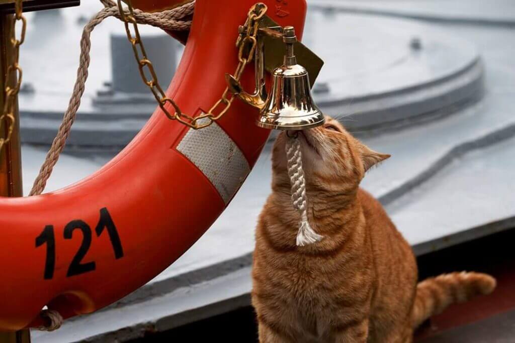 Russian Navy Cat 1024x683 1 Selamat Dari 3 Kejadian Kapal Karam, Ini Kisah Kucing Yang Digelar 'Unsinkable Sam'