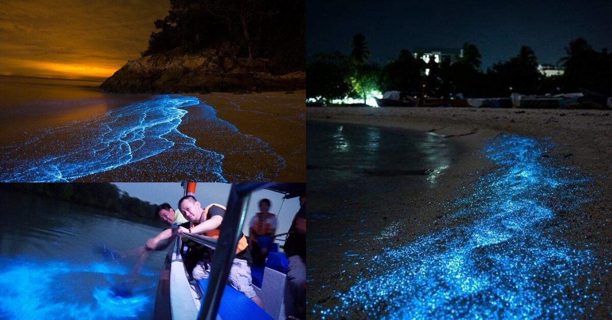 Terasa Seperti Bercuti Ke Luar Negara, Anda Boleh Lihat Fenomena 'Blue Tears' Di 5 Lokasi Dalam Malaysia
