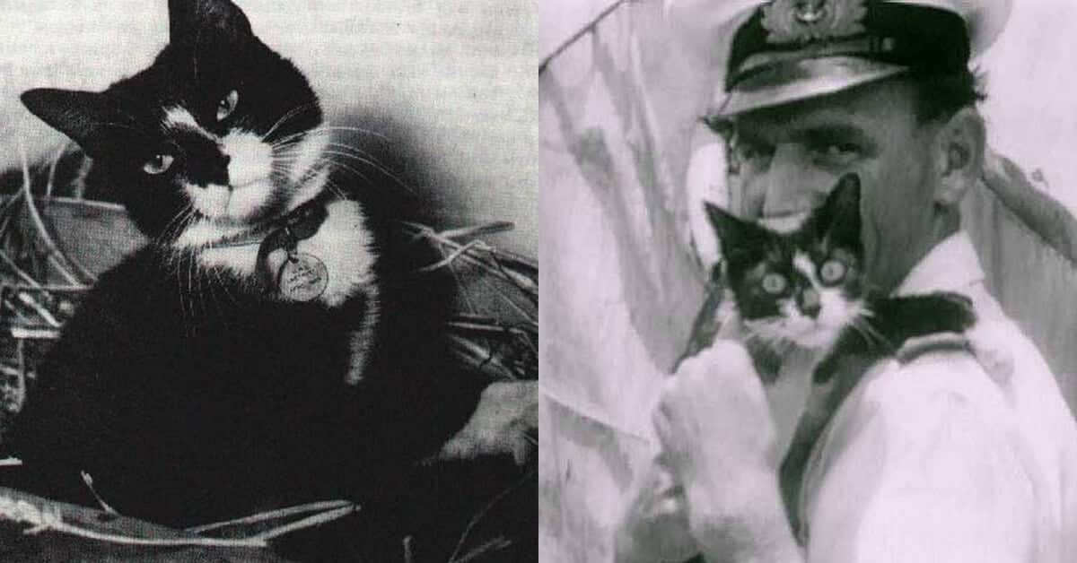 Terselamat Dari 3 Kejadian Kapal Tenggelam, Ini Adalah Kisah Kucing Yang Digelar 'Unsinkable Sam'